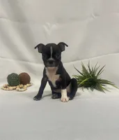 Chocolate, a female Boston Terrier for sale in Nappanee, IN – 2 of 4