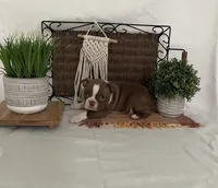 Paxston, a male Boston Terrier for sale in Nappanee, IN – 2 of 4