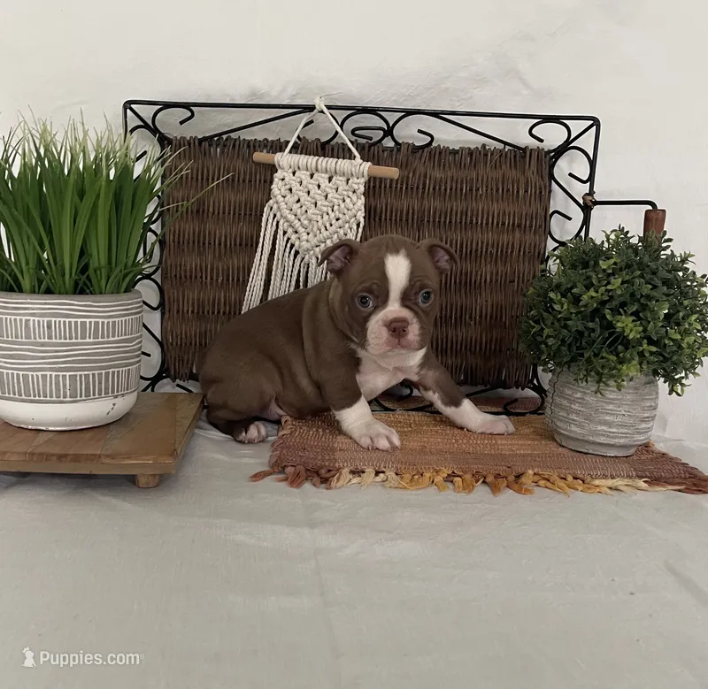 Paxston – Boston Terrier puppy for sale in Nappanee, IN