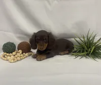 Parker, a male Miniature Dachshund for sale in Nappanee, IN – 2 of 3