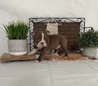 Dana, a female Boston Terrier for sale in Nappanee, IN – 3 of 4