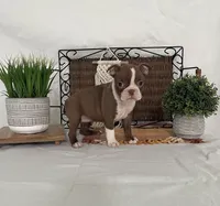 Dana, a female Boston Terrier for sale in Nappanee, IN – 2 of 4