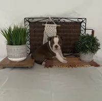 Patrick, a male Boston Terrier for sale in Nappanee, IN – 2 of 4