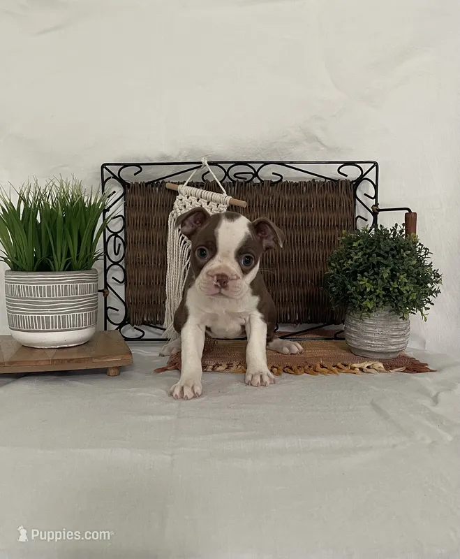 Dena – Boston Terrier puppy for sale in Nappanee, IN