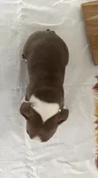 Donna, a female Boston Terrier for sale in Nappanee, IN – 4 of 4