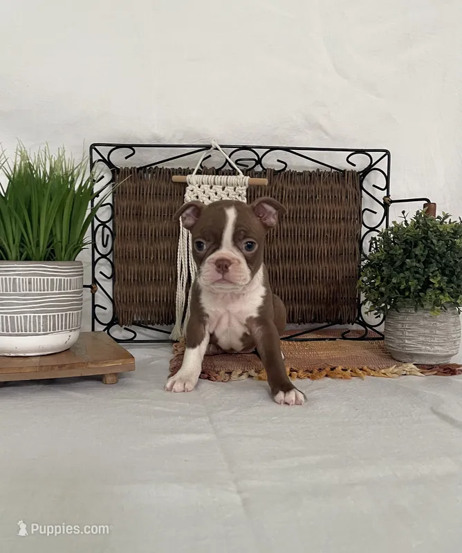 Dana – Boston Terrier puppy for sale in Nappanee, IN