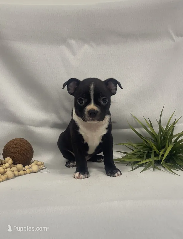 Chandler – Boston Terrier puppy for sale in Nappanee, IN