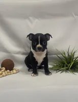 Chandler, a male Boston Terrier for sale in Nappanee, IN – 1 of 4