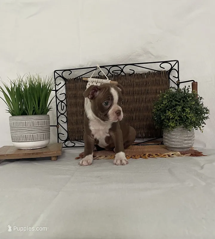 Donna – Boston Terrier puppy for sale in Nappanee, IN