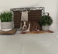 Preston, a male Boston Terrier for sale in Nappanee, IN – 3 of 4