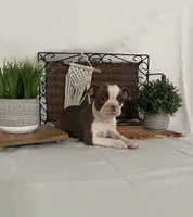 Dena, a female Boston Terrier for sale in Nappanee, IN – 2 of 5