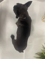 Chester, a male Boston Terrier for sale in Nappanee, IN – 4 of 4