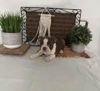 Dixxy, a female Boston Terrier for sale in Nappanee, IN – 4 of 5