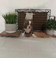 Paxston, a male Boston Terrier for sale in Nappanee, IN – 3 of 4