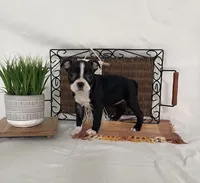 Mabel, a female Boston Terrier for sale in Nappanee, IN – 2 of 4