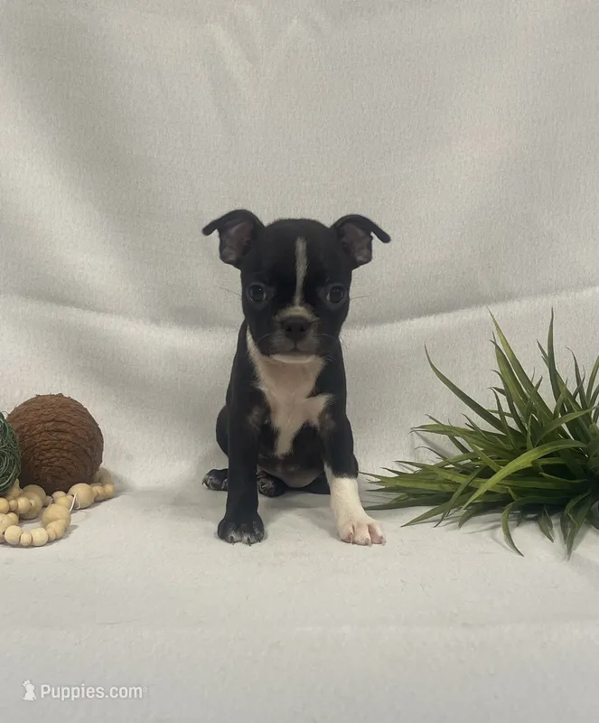 Chocolate – Boston Terrier puppy for sale in Nappanee, IN