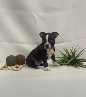 Chad, a male Boston Terrier for sale in Nappanee, IN – 3 of 4