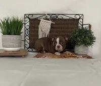 Donna, a female Boston Terrier for sale in Nappanee, IN – 3 of 4
