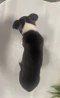 Chad, a male Boston Terrier for sale in Nappanee, IN – 4 of 4