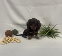 Peanut, a male Miniature Dachshund for sale in Nappanee, IN – 1 of 4