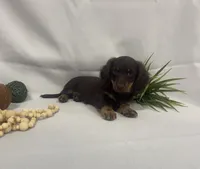 Peanut, a male Miniature Dachshund for sale in Nappanee, IN – 2 of 4