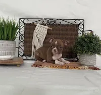 Daisy, a female Boston Terrier for sale in Nappanee, IN – 3 of 4