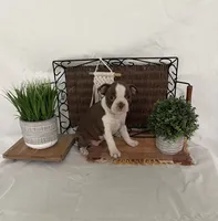 Dora, a female Boston Terrier for sale in Nappanee, IN – 2 of 4