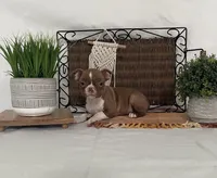 Daisy, a female Boston Terrier for sale in Nappanee, IN – 2 of 4