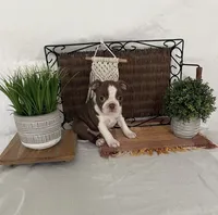 Dixxy, a female Boston Terrier for sale in Nappanee, IN – 1 of 5