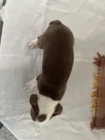 Dena, a female Boston Terrier for sale in Nappanee, IN – 5 of 5