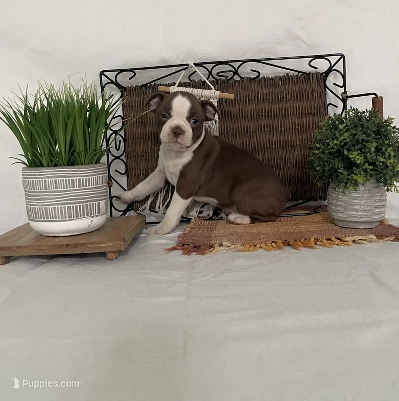 Dora – Boston Terrier puppy for sale in Nappanee, IN