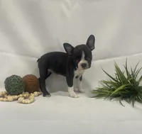 Chelsey, a female Boston Terrier for sale in Nappanee, IN – 3 of 4