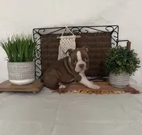 Preston, a male Boston Terrier for sale in Nappanee, IN – 2 of 4