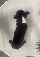 Chandler, a male Boston Terrier for sale in Nappanee, IN – 4 of 4