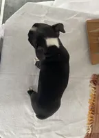 Mabel, a female Boston Terrier for sale in Nappanee, IN – 4 of 4