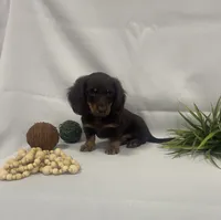 Peanut, a male Miniature Dachshund for sale in Nappanee, IN – 4 of 4