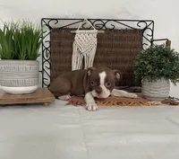Debby, a female Boston Terrier for sale in Nappanee, IN – 2 of 4