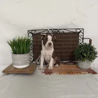 Dora, a female Boston Terrier for sale in Nappanee, IN – 3 of 4