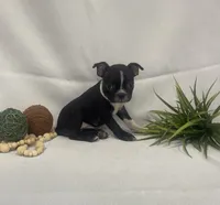 Chocolate, a female Boston Terrier for sale in Nappanee, IN – 3 of 4
