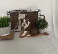 Dixxy, a female Boston Terrier for sale in Nappanee, IN – 3 of 5