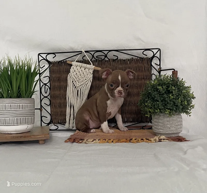 Daisy – Boston Terrier puppy for sale in Nappanee, IN