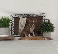 Daisy, a female Boston Terrier for sale in Nappanee, IN – 1 of 4