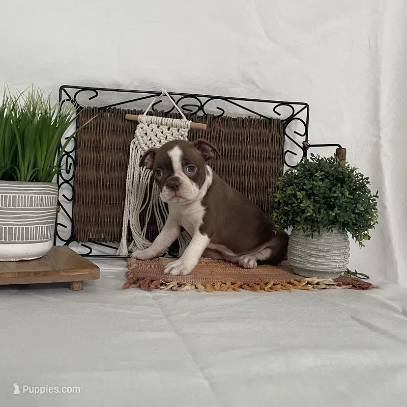 Debby – Boston Terrier puppy for sale in Nappanee, IN