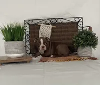 Donna, a female Boston Terrier for sale in Nappanee, IN – 2 of 4