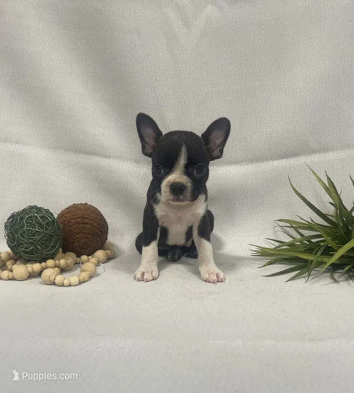 Chelsey – Boston Terrier puppy for sale in Nappanee, IN