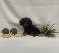Peanut, a male Miniature Dachshund for sale in Nappanee, IN – 3 of 4