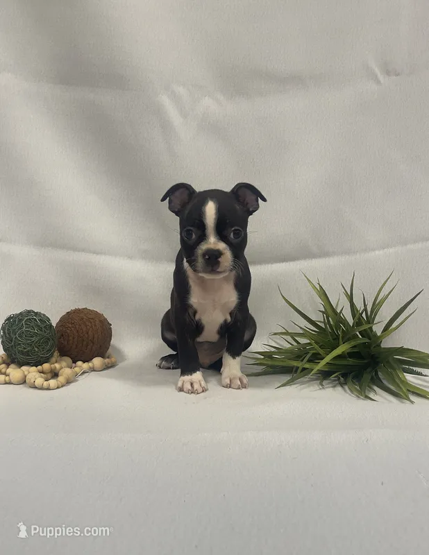 Chad – Boston Terrier puppy for sale in Nappanee, IN