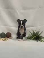 Chad, a male Boston Terrier for sale in Nappanee, IN – 1 of 4