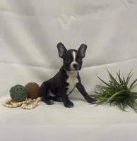 Chester, a male Boston Terrier for sale in Nappanee, IN – 2 of 4