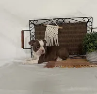 Dena, a female Boston Terrier for sale in Nappanee, IN – 3 of 5